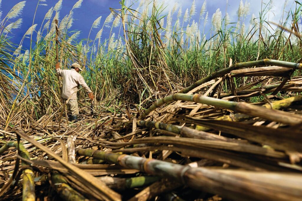 Higher Global Sugar Production Undercuts Prices