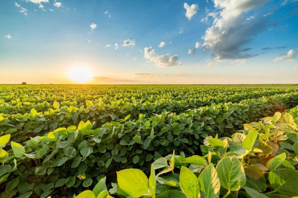 Soybeans Feeling Pressure on Monday