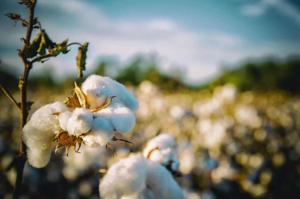 Cotton Rallies into the Wednesday Close