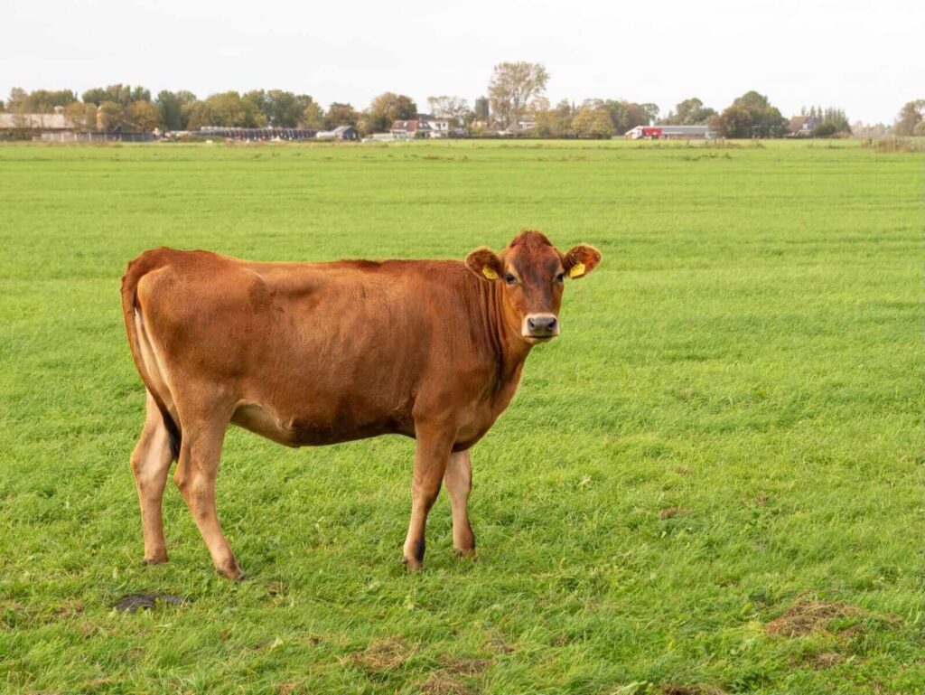 Cattle Face Losses on Friday