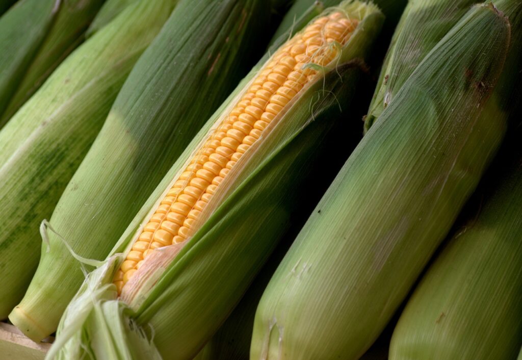 Corn Closes July with Weakness Corn Closes July with Weakness