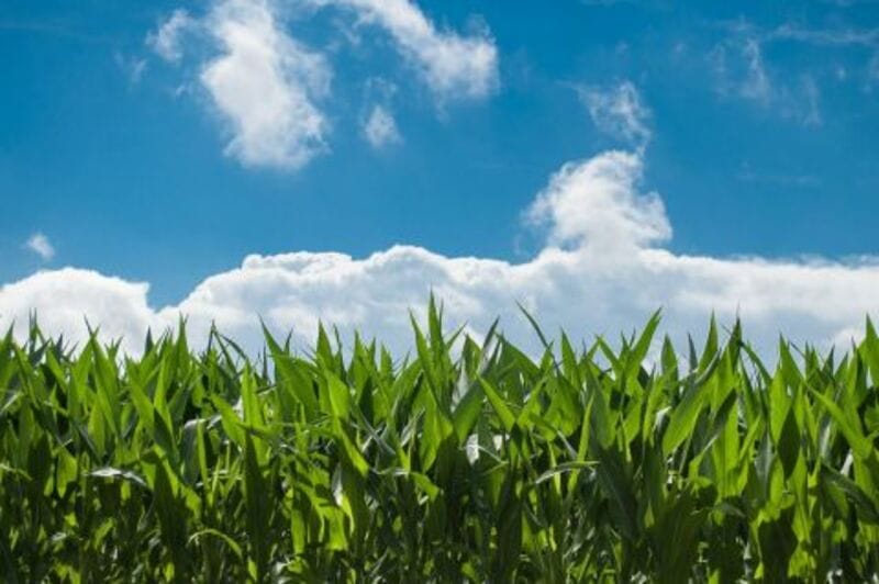 Corn Rally to Wednesday’s Final Bell Corn Rally to Wednesday’s Final Bell